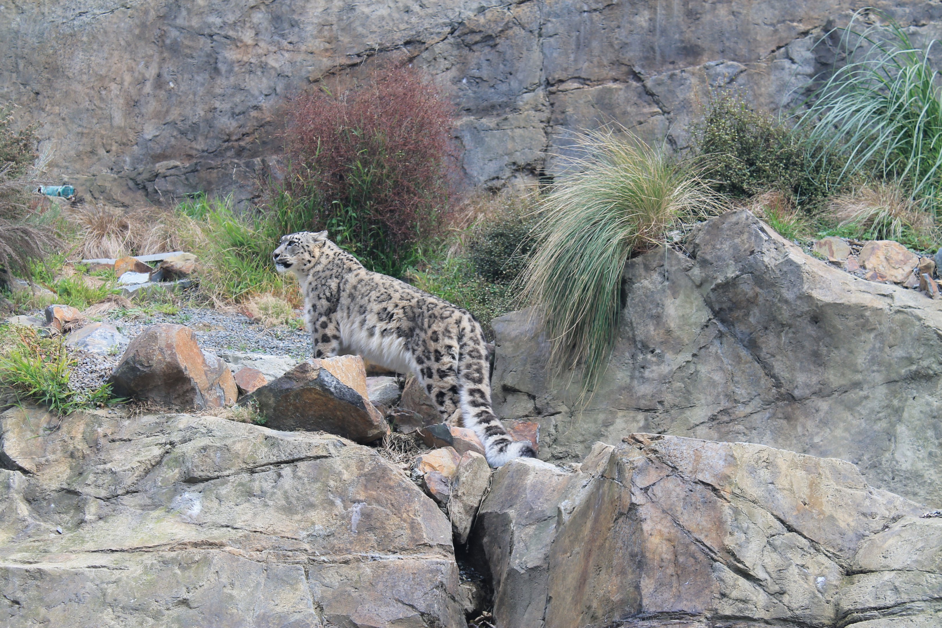 Snow Leopard