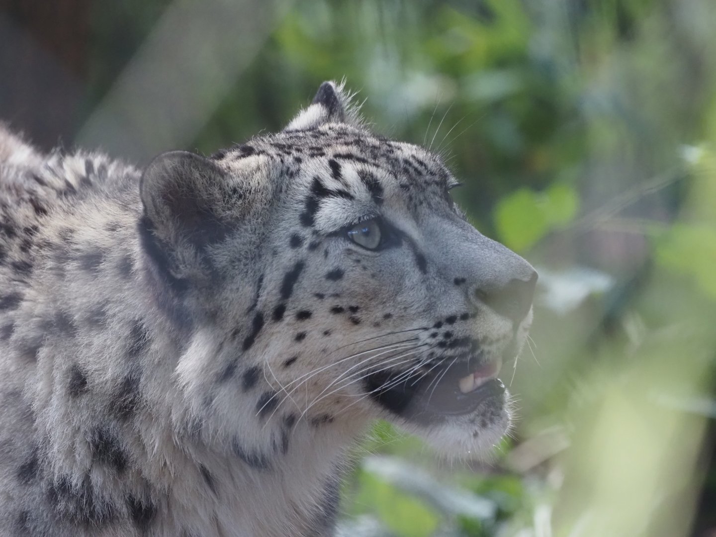 Snow Leopard