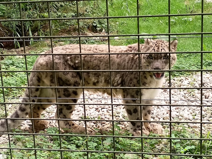 Snow leopard