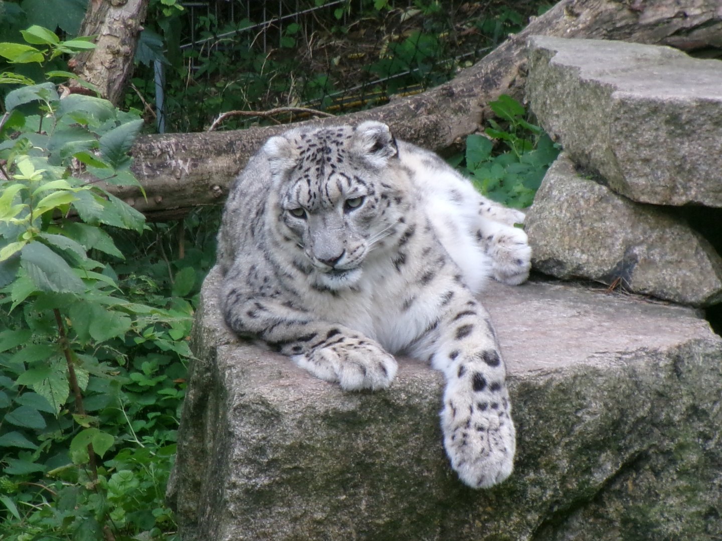 Snow leopard