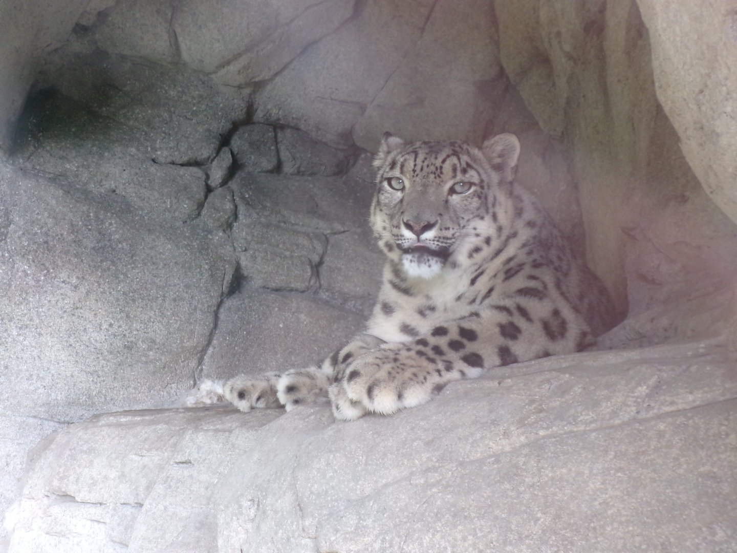 Snow leopard