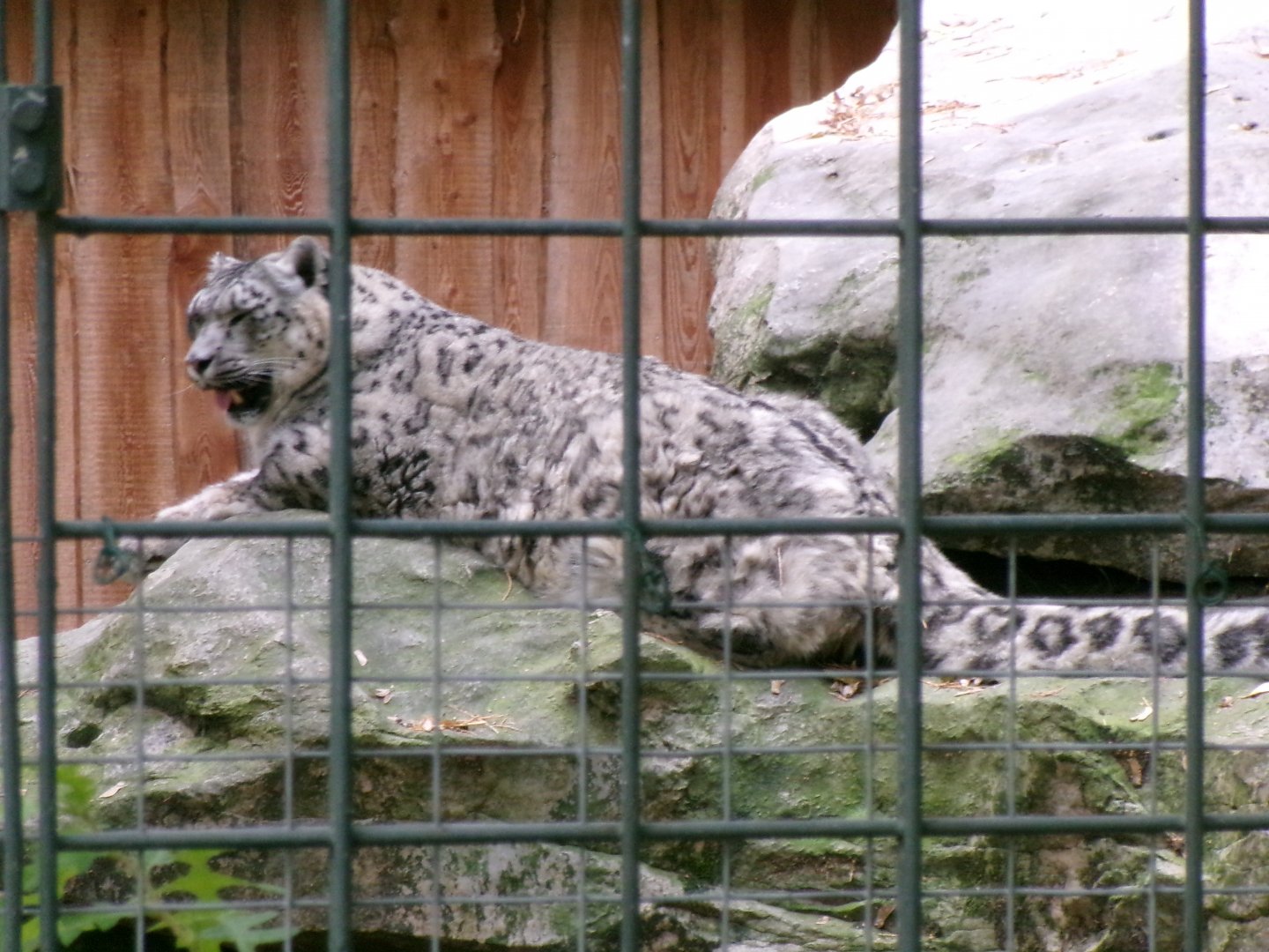 Snow leopard