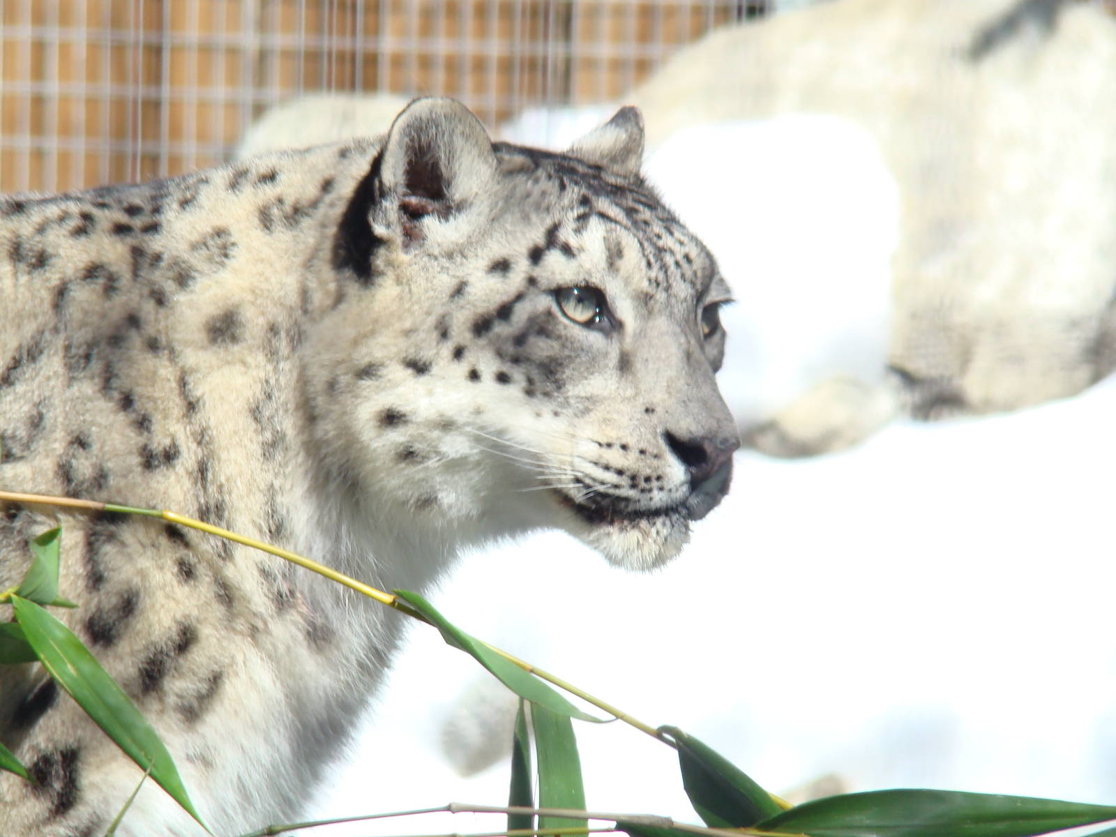 Snow Leopard