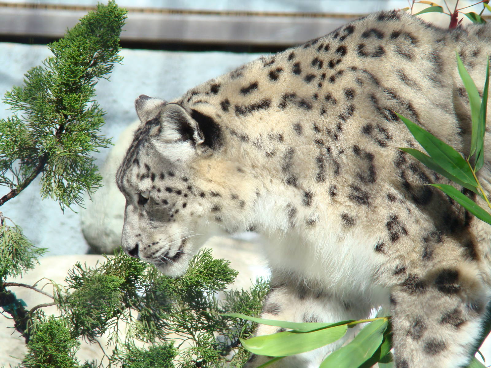 Snow Leopard