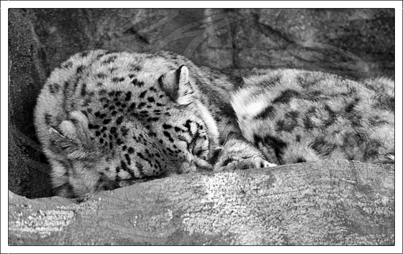 Snow Leopard