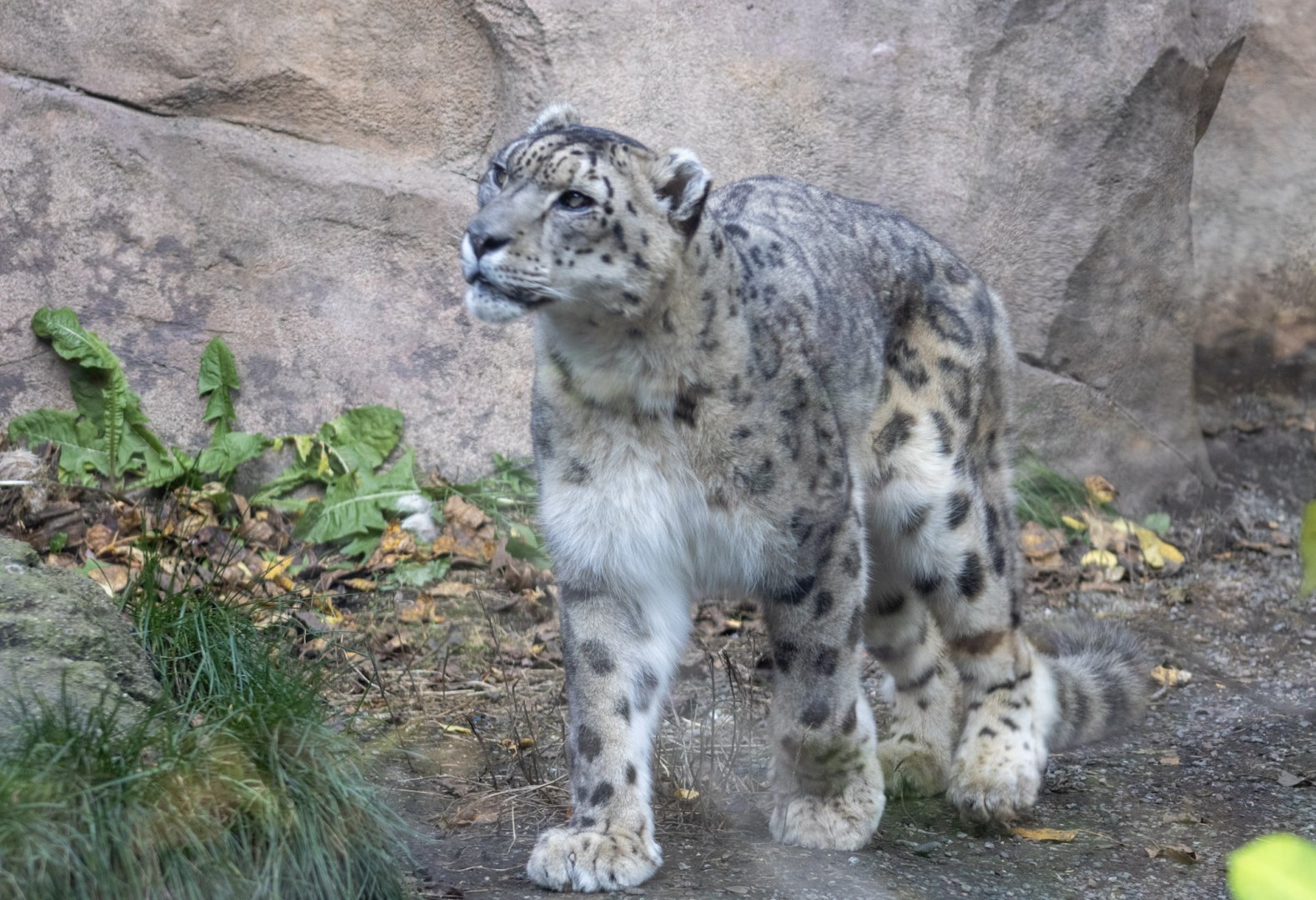 Snow Leopard