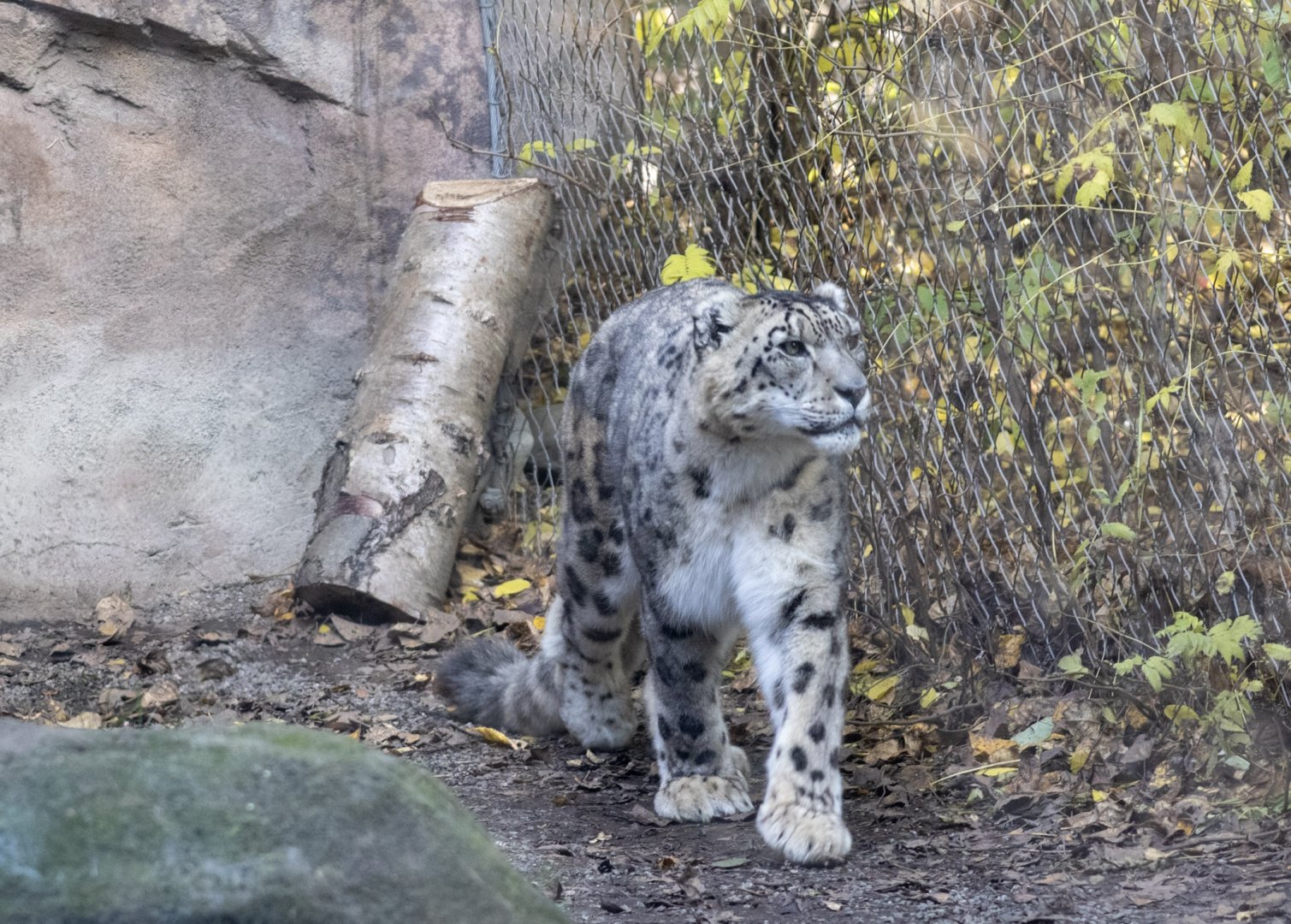 Snow Leopard