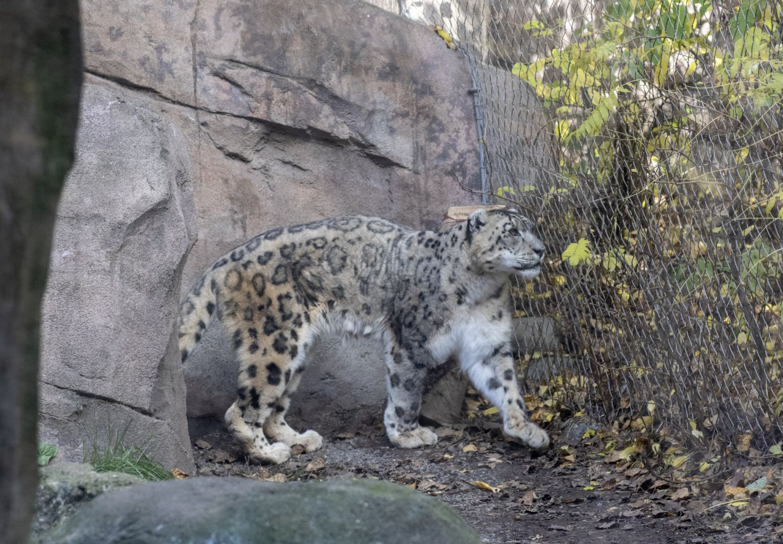 Snow Leopard