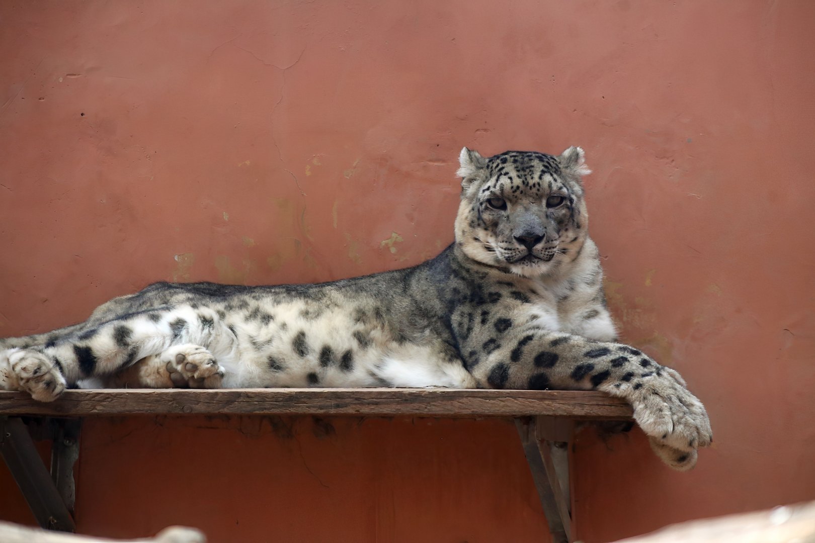 Snow Leopard