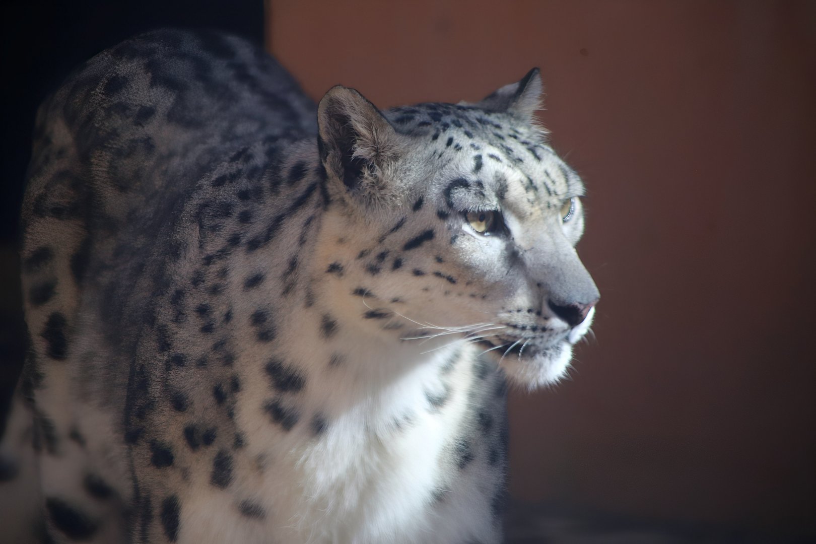 Snow Leopard