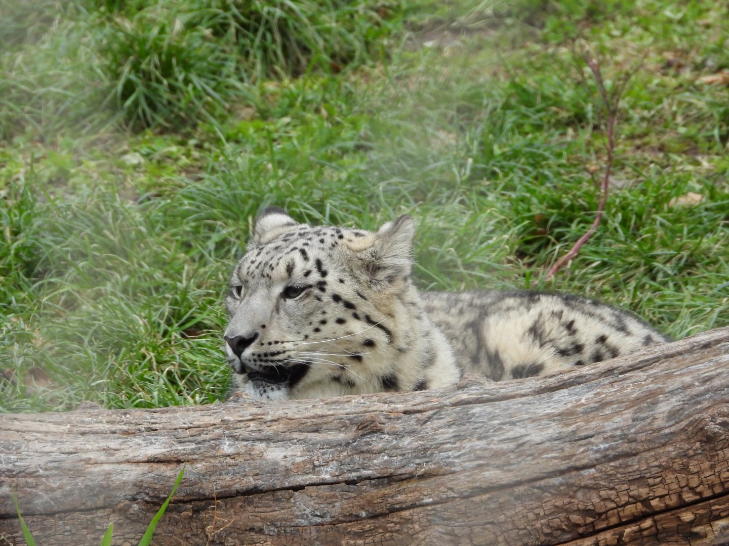 Snow leopard