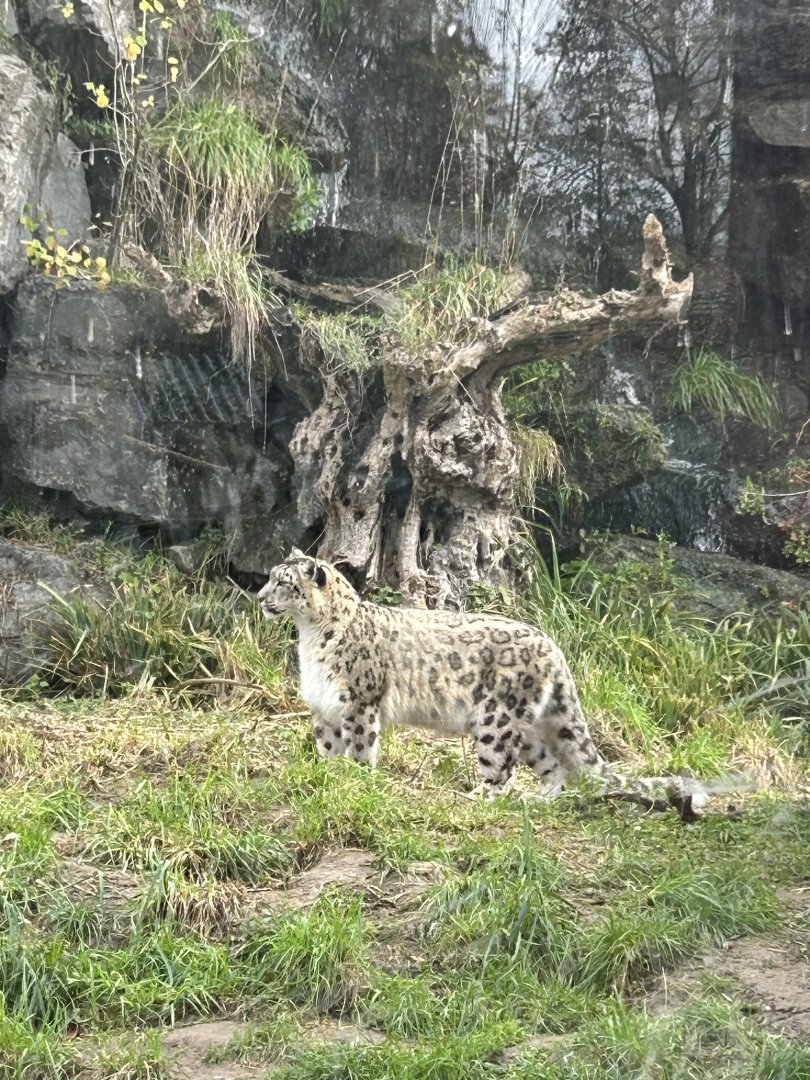 Snow leopard