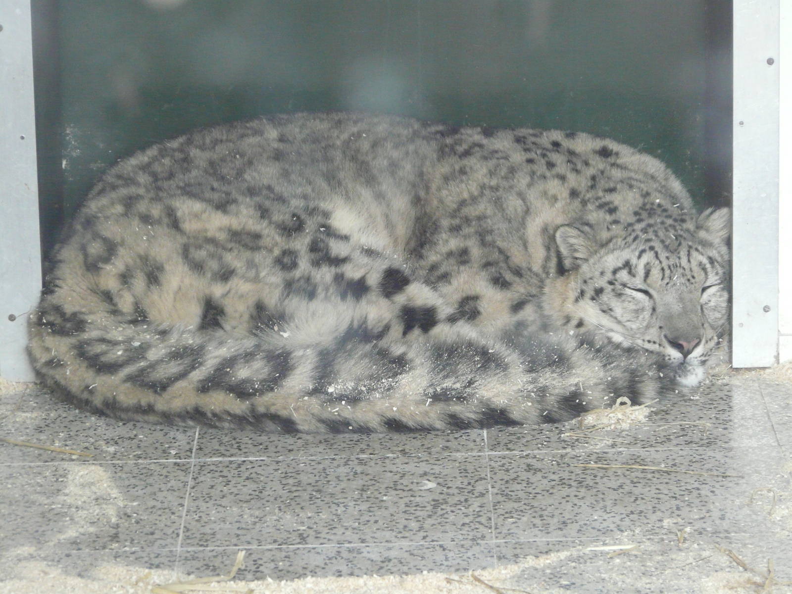 Snow Leopard