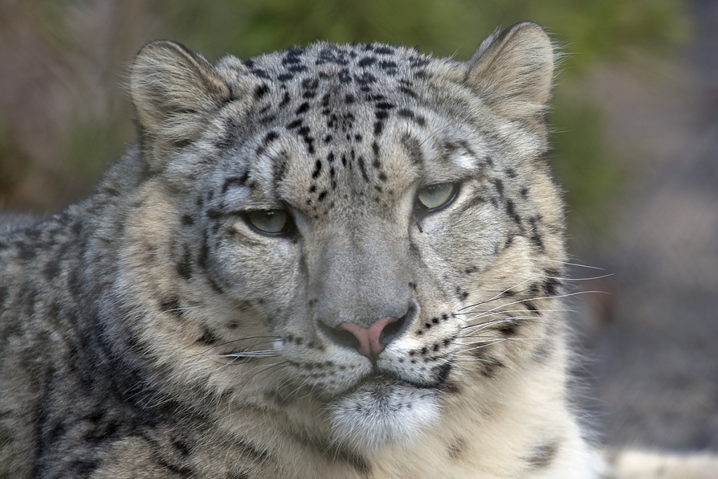 Snow Leopard