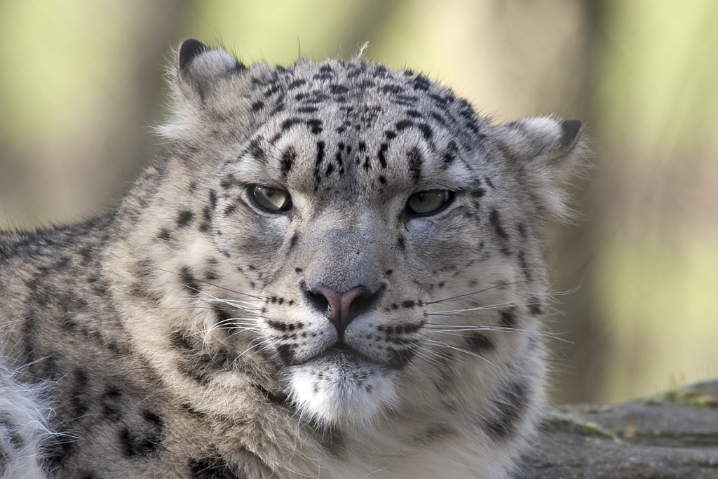 Snow Leopard