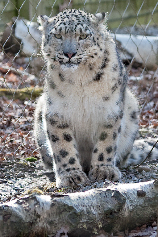 Snow Leopard