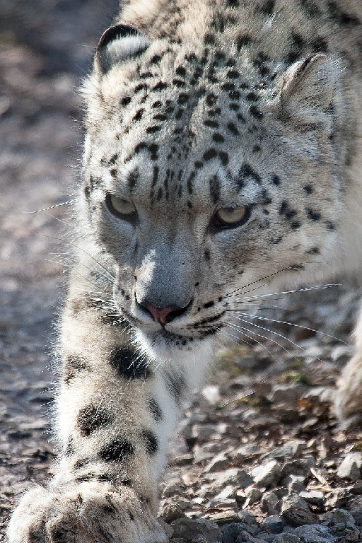 Snow Leopard