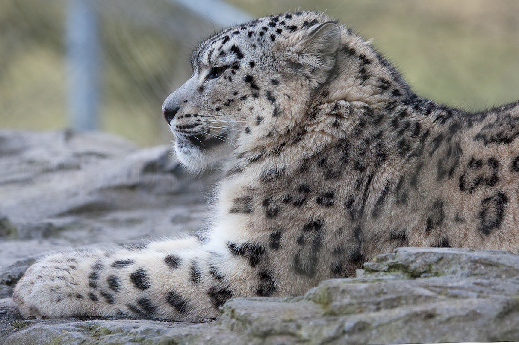 Snow Leopard