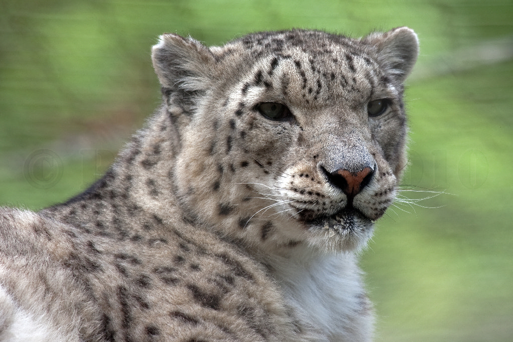 Snow Leopard