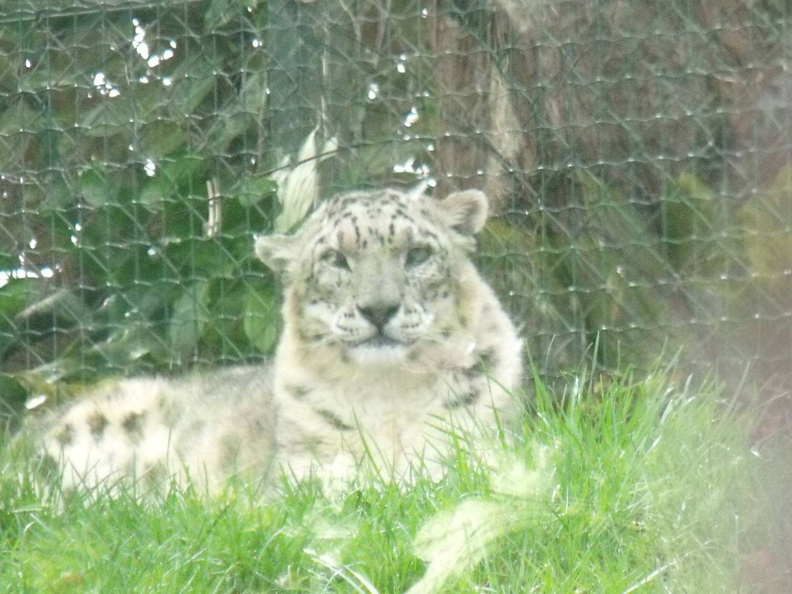 Snow leopard