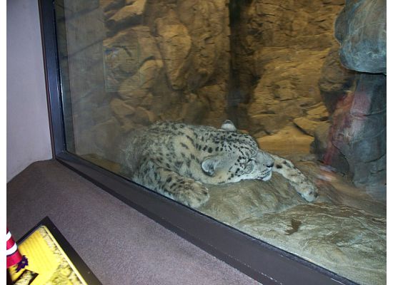 Snow Leopard