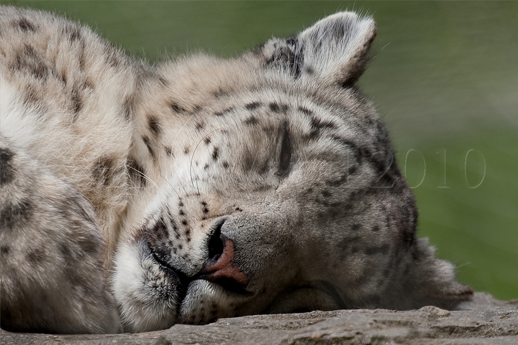 Snow Leopard
