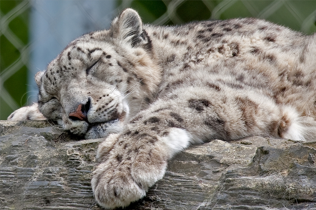 Snow Leopard