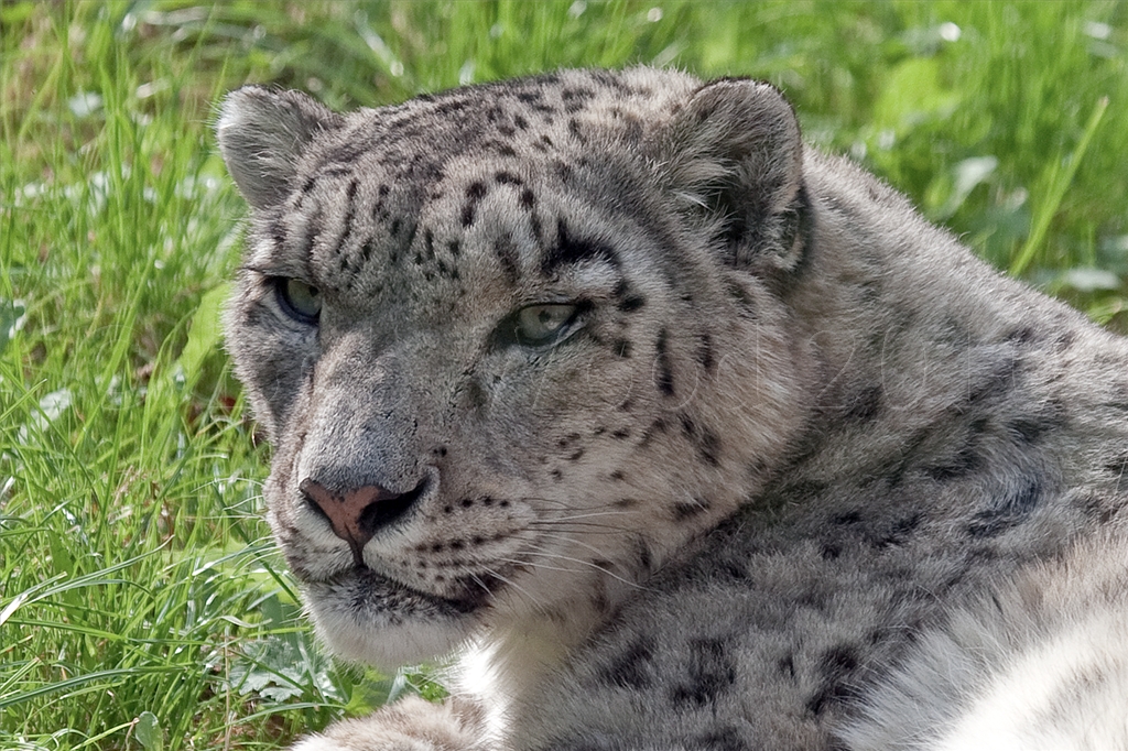 Snow Leopard