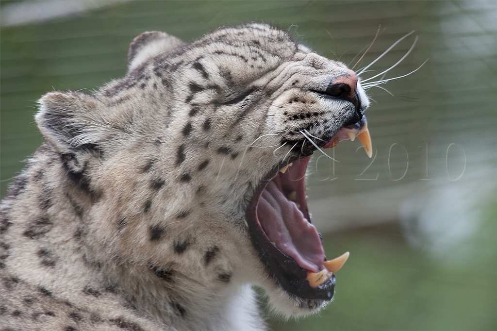 Snow Leopard