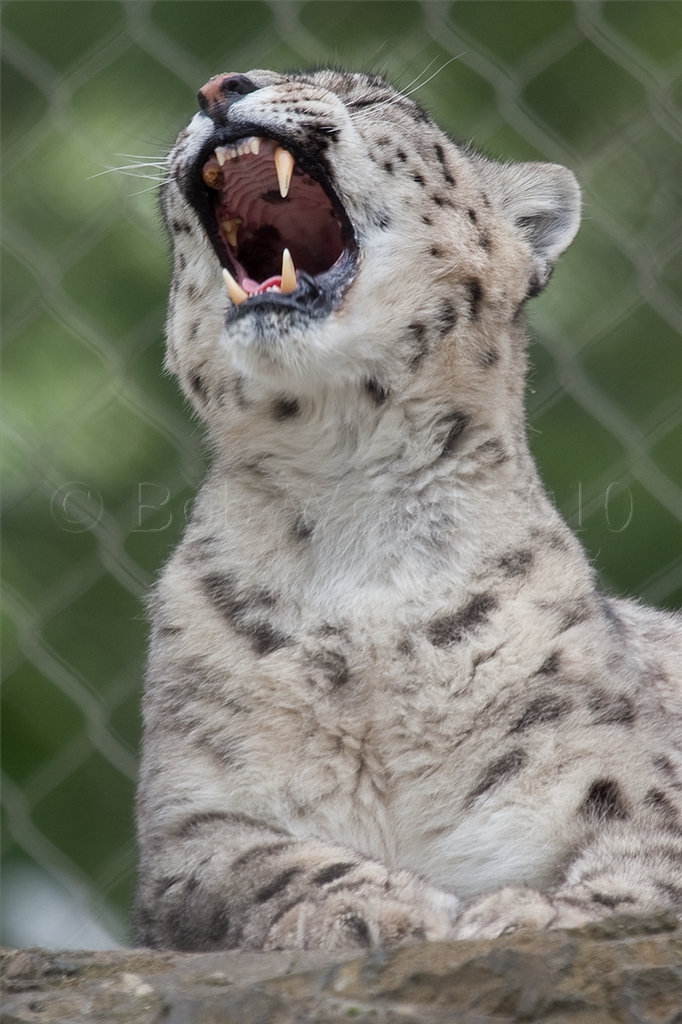Snow Leopard