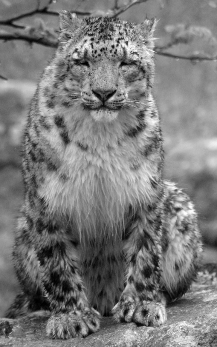 Snow Leopard