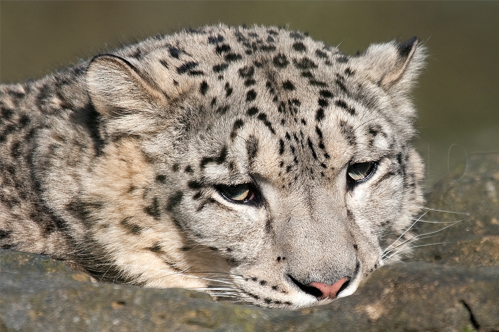 Snow Leopard