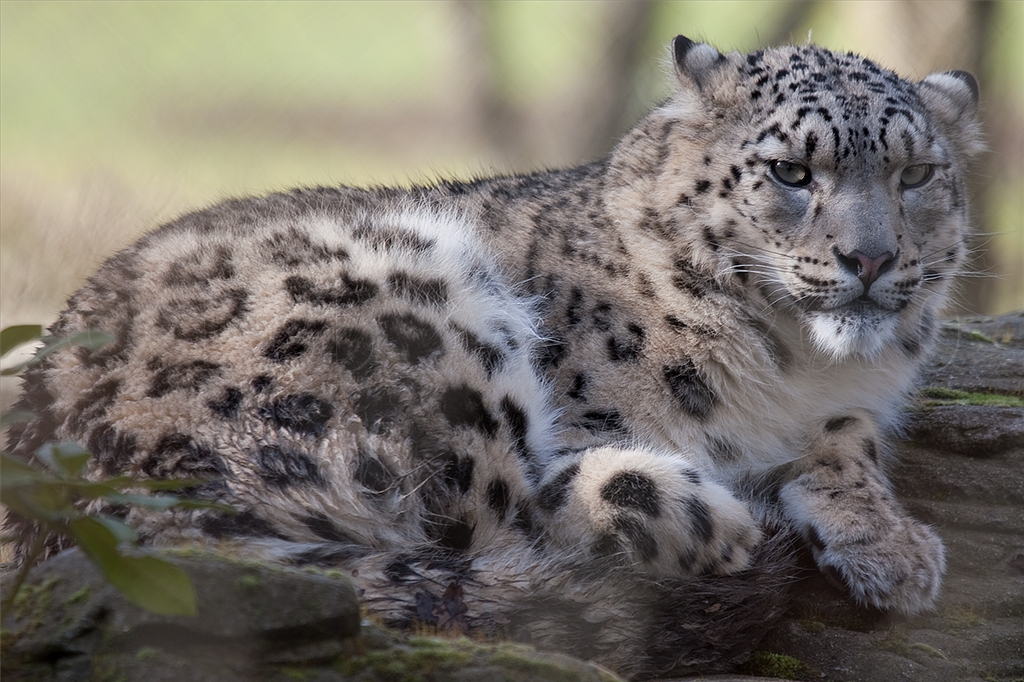 Snow Leopard