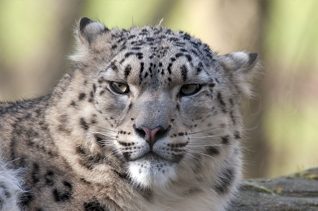 Snow Leopard