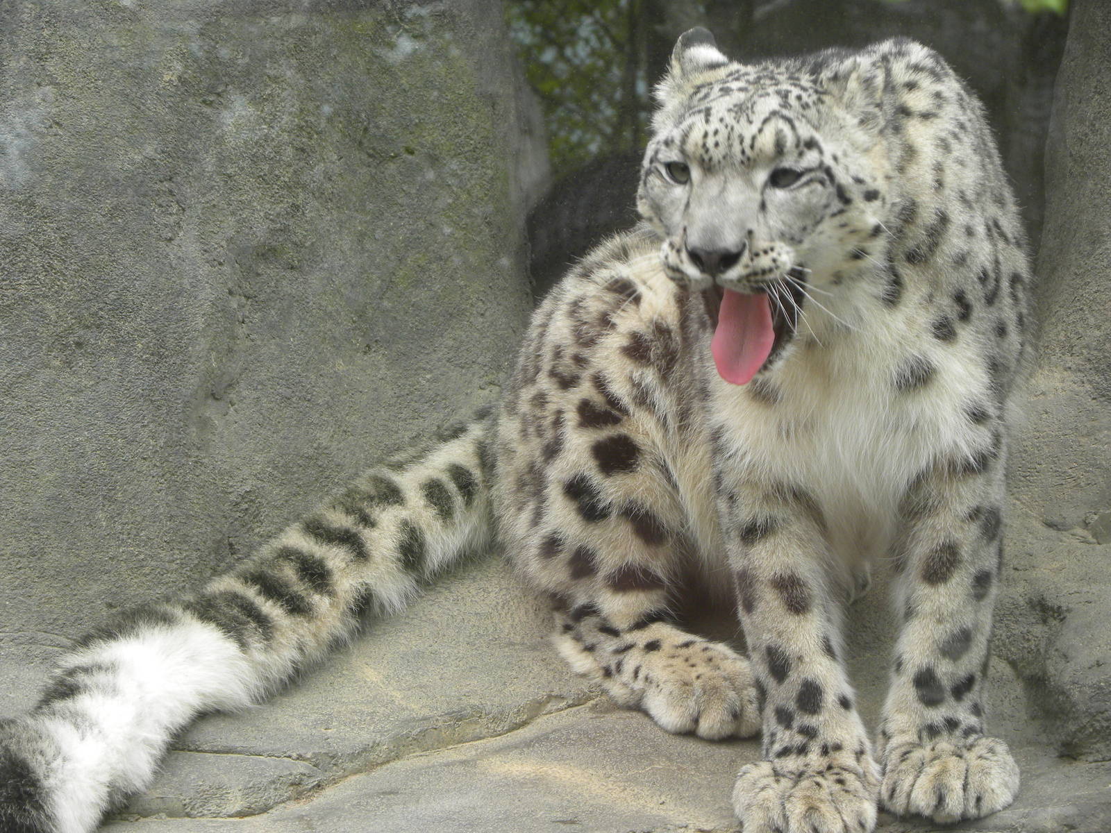 Snow Leopard