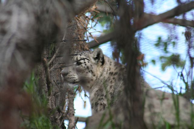 Snow Leopard