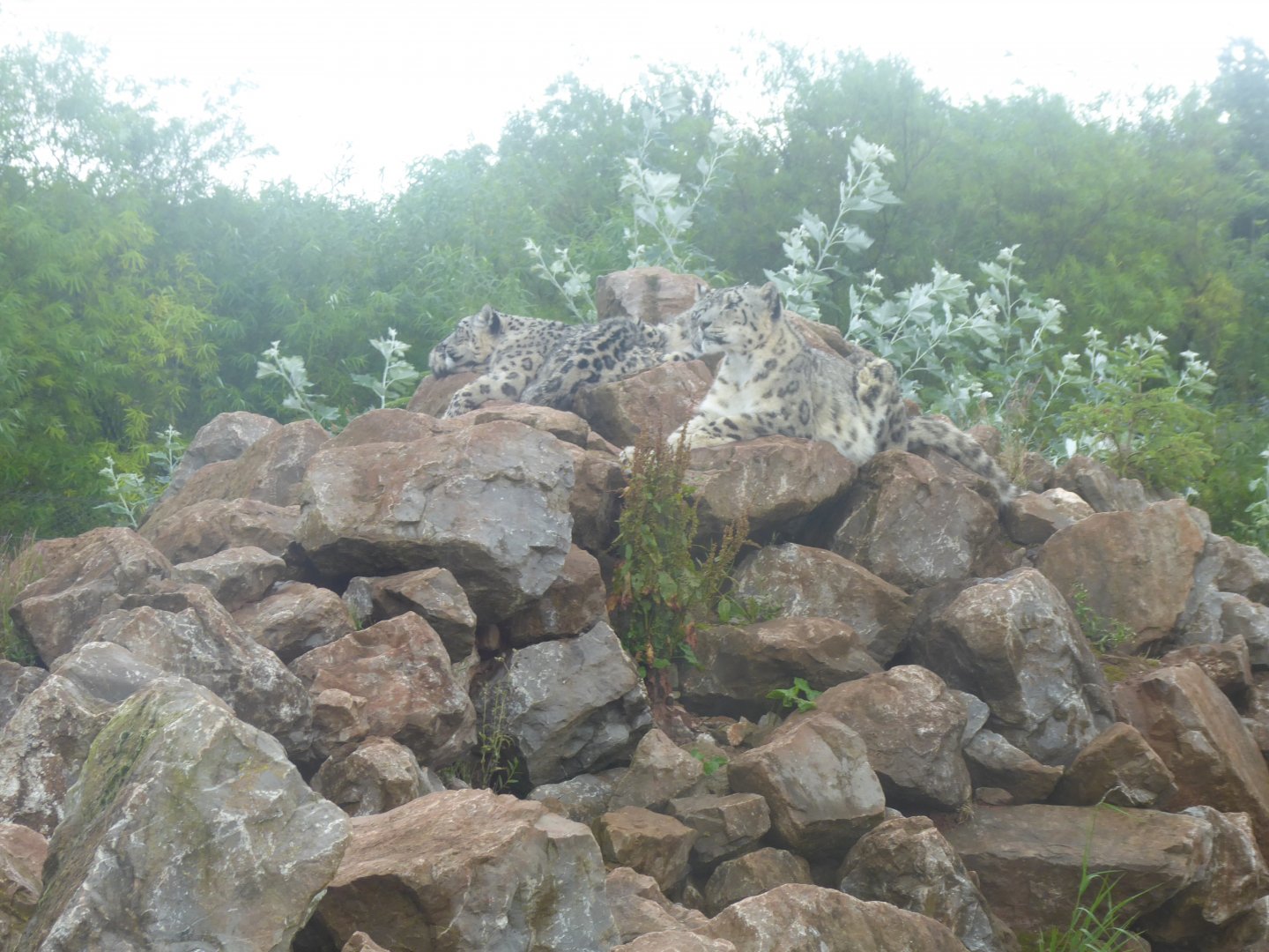 Snow leopards 020817