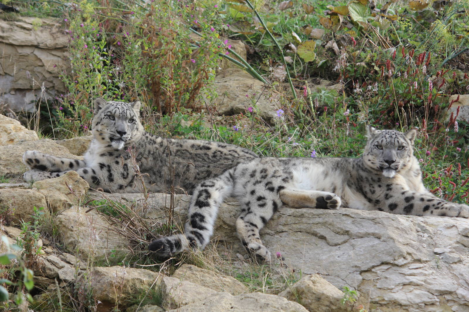 Snow leopards 16-8-14