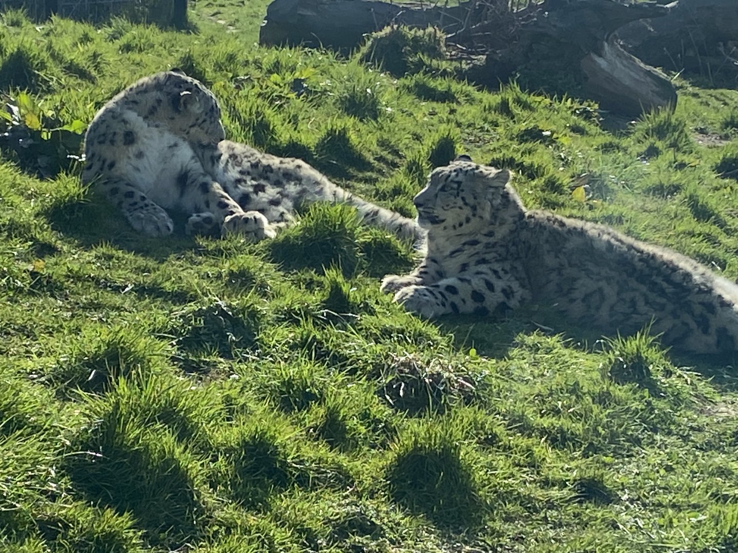 Snow leopards 190325