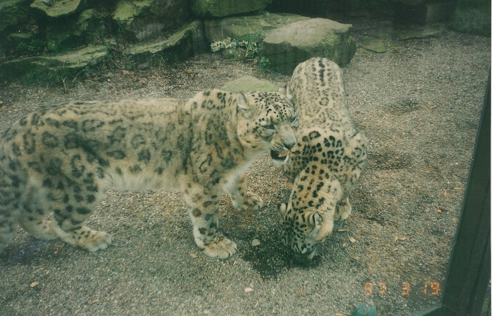Snow Leopards, 1997.