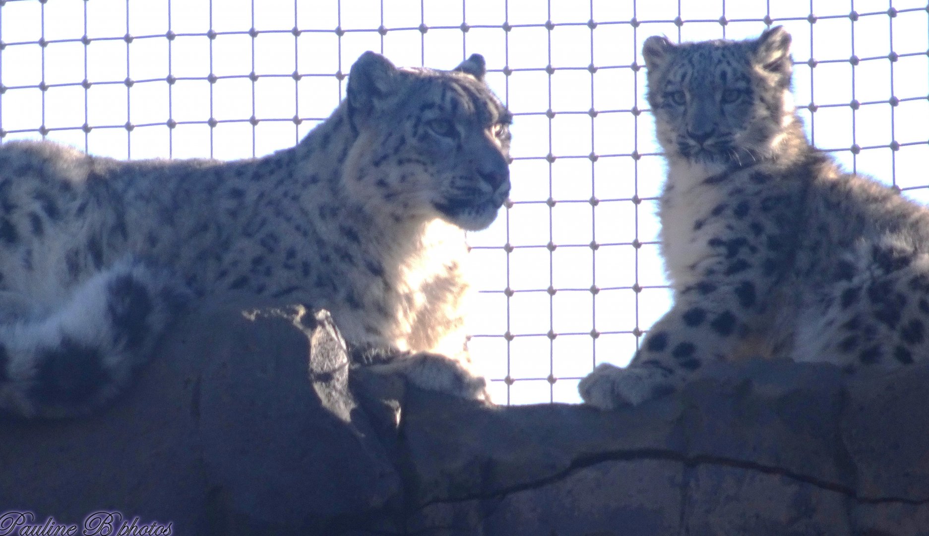 Snow Leopards 2 November 2025