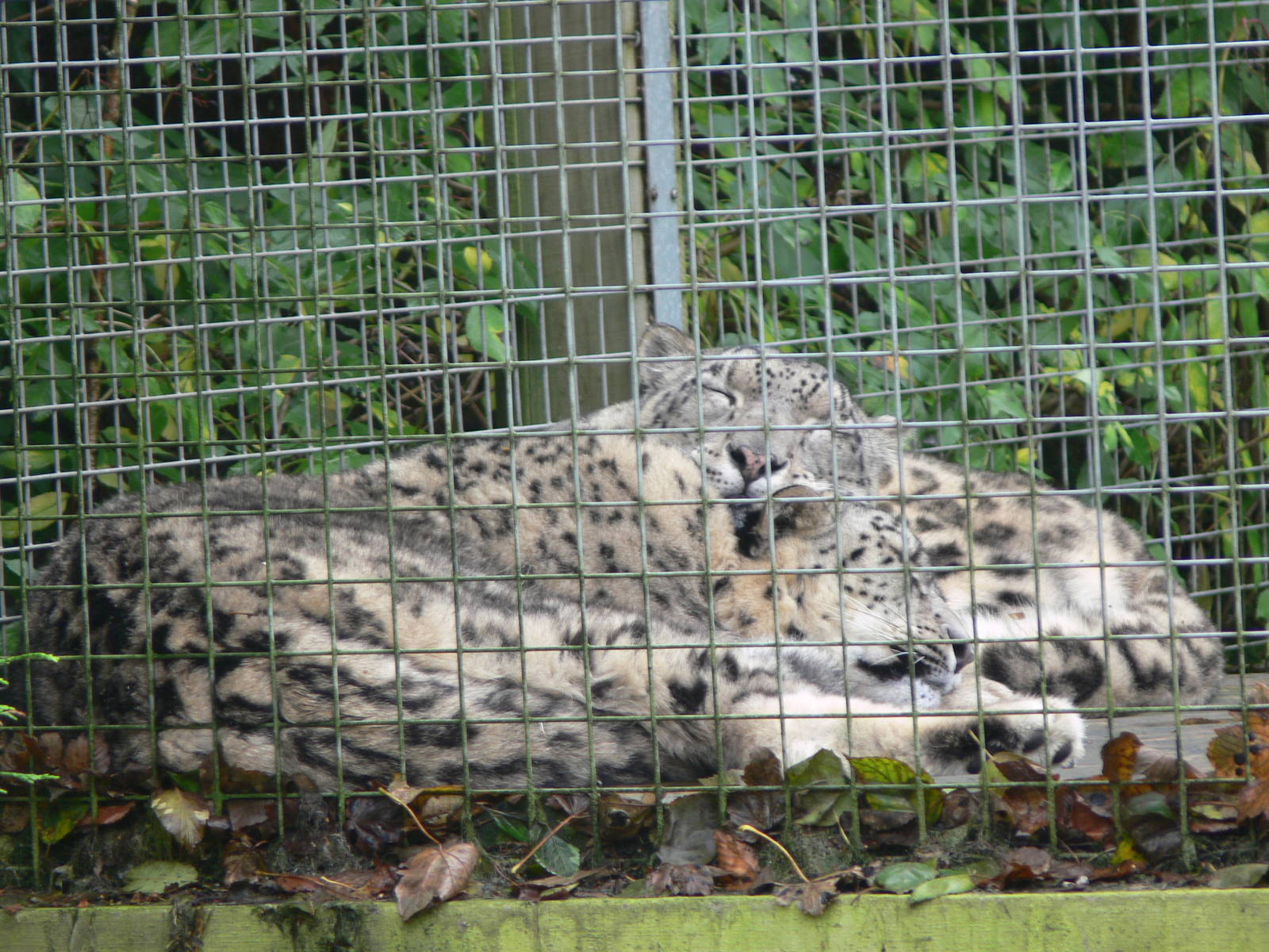 Snow Leopards at Dudley, 02/11/13