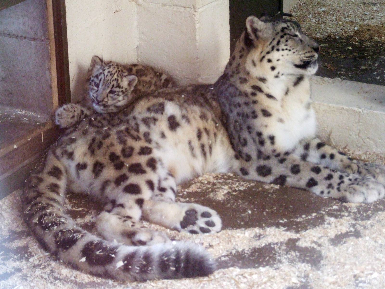 Snow Leopards at Dudley, 14/07/13