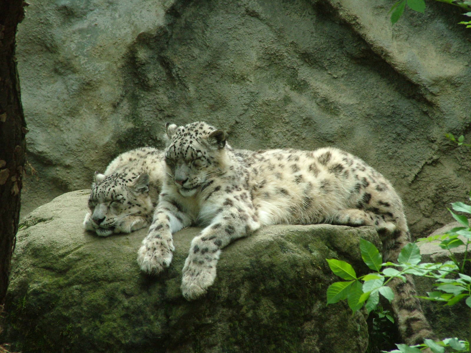 Snow Leopards at Jihlava, 31/05/10