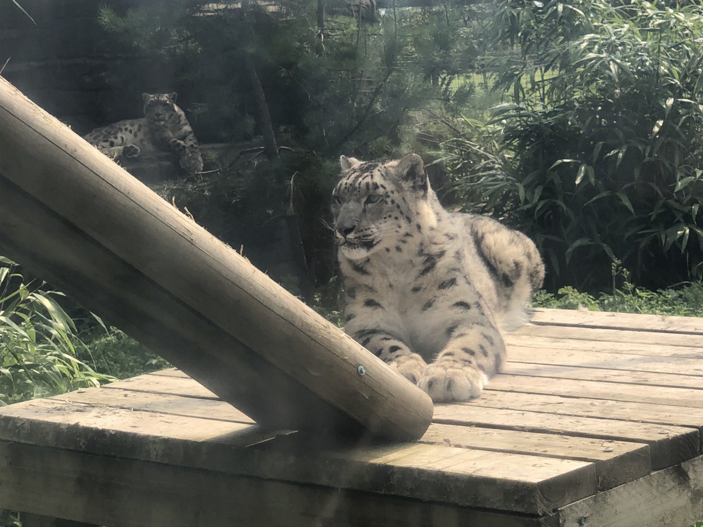 Snow Leopards at Lakeland Wildlife Oasis (2020)