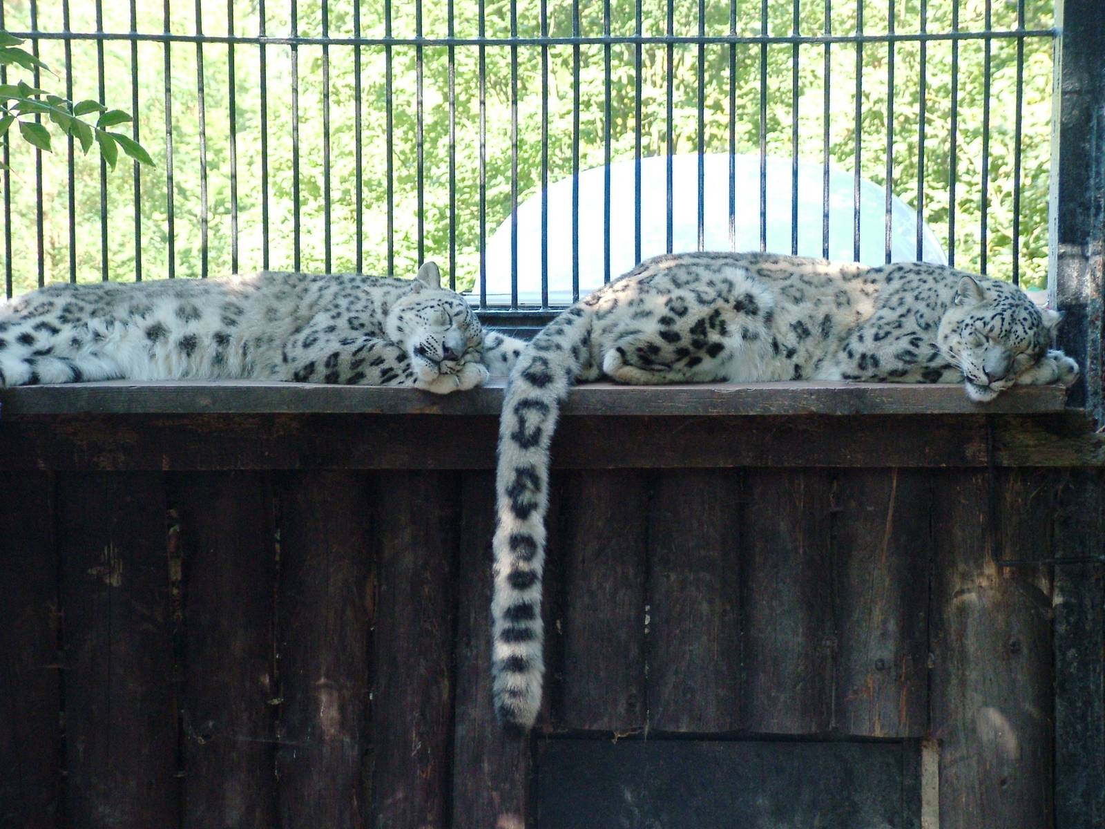 Snow Leopards at Liberec, 28/08/12