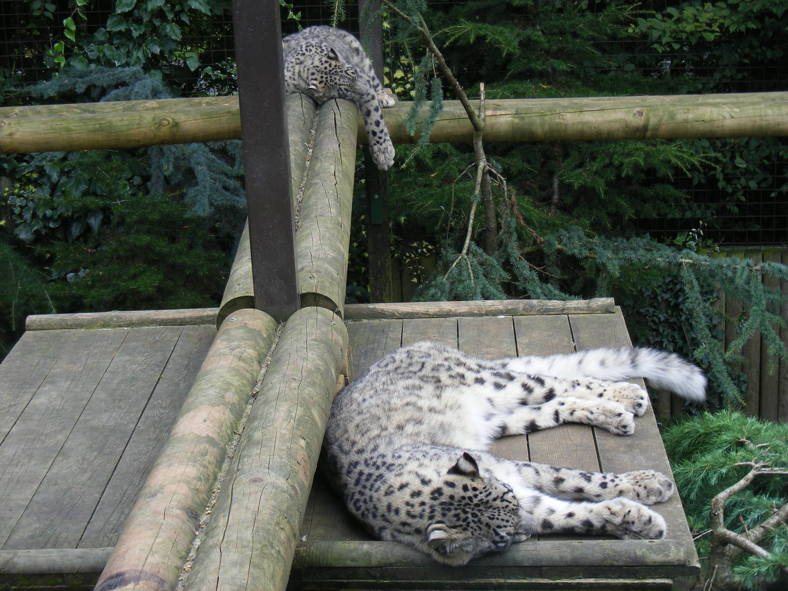 Snow leopards at Paradise Wildlife Park, 5 September 2010