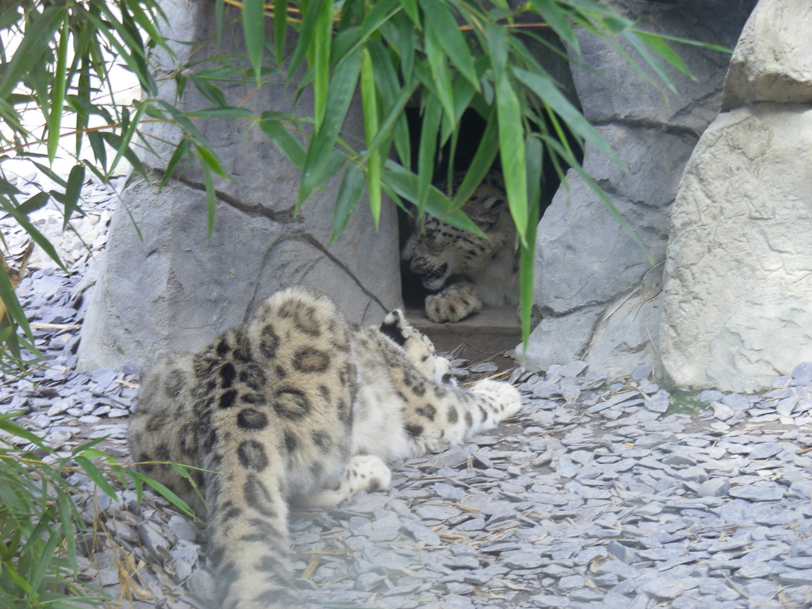 Snow leopards at RSCC, 15 August 2010