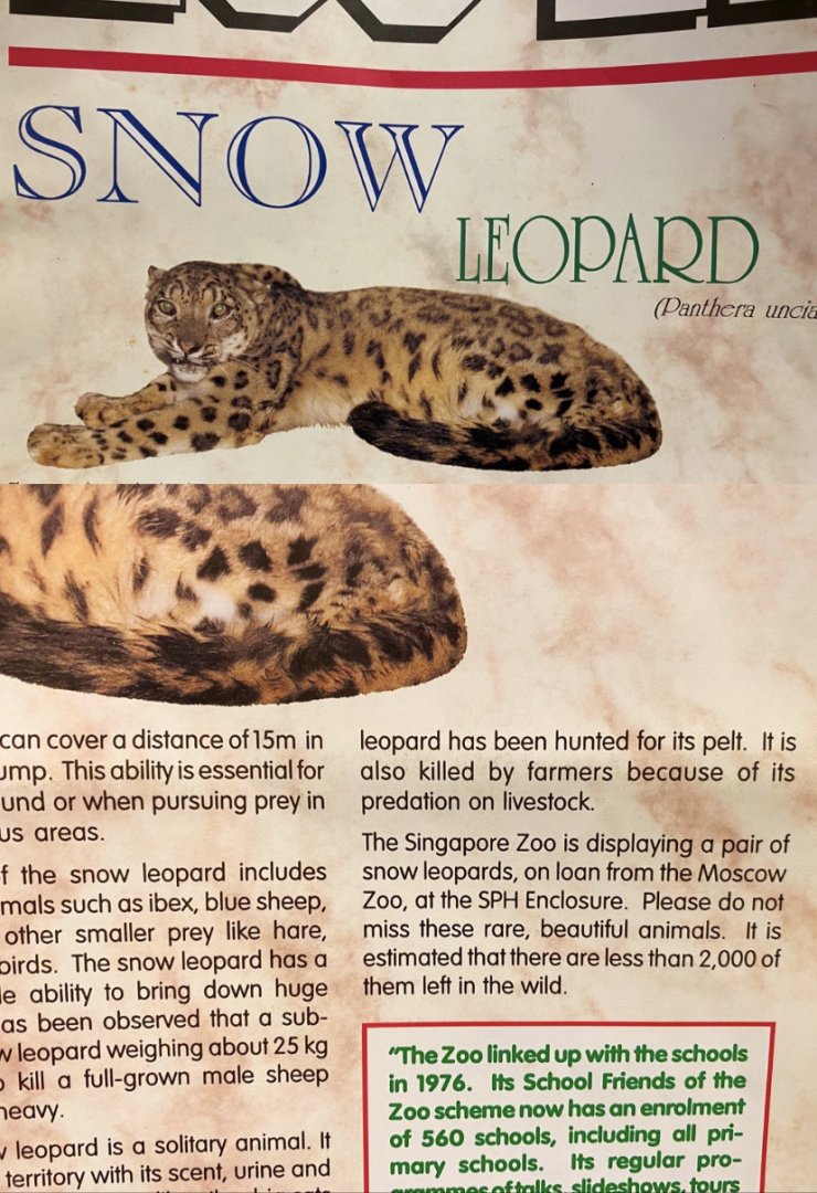 Snow Leopards at the Singapore Zoo: Special Loan, 1993