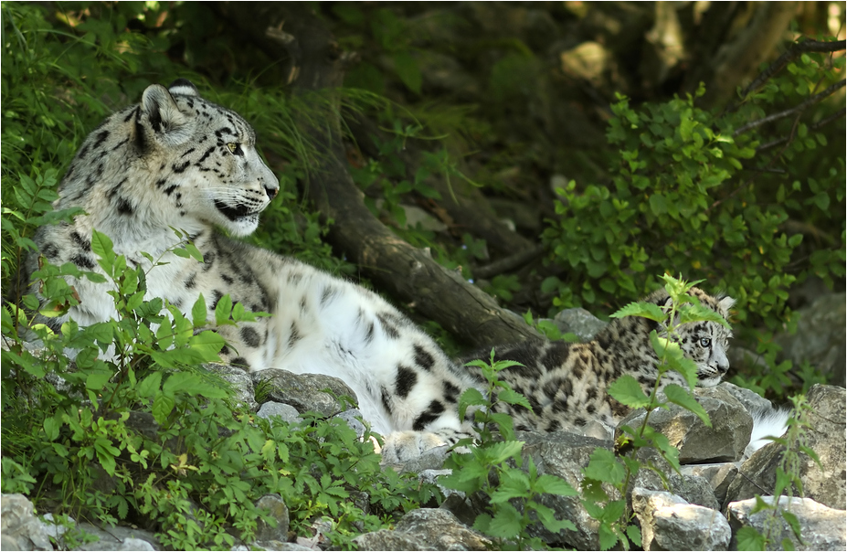 Snow leopards at Zürich Zoo